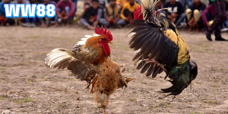 Giới thiệu đôi nét về sảnh đá gà Thomo